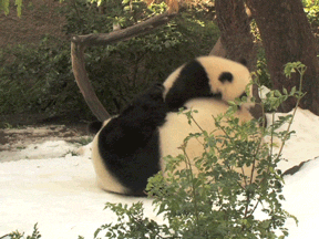 Baby GIF. Puppy Baby Gifs Dit is zo leuk ik kon kotsen Desty Scissorsafely Lol ik haat niet wetend w 