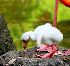 Baby GIF. Baby Gifs Vrolijkheid Rachel berry 
