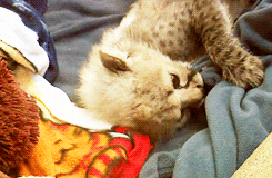 Avril Lavigne GIF. Artiesten Avril lavigne Baby Gifs 2012 
