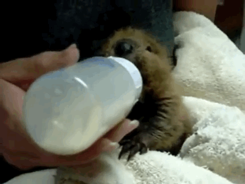 Dieren Baby Gifs 