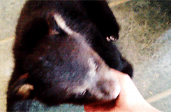 Baby GIF. Dieren Olifant Baby Sneeuw Gifs 