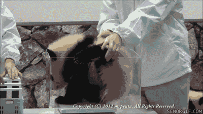 Baby Engel Prinses Gifs miss een jia gif: missen Ik bracht 80 jaar het verplaatsen 
