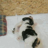 Baby GIF. Baby Star trek Gifs  Zoet Star trek into darkness Jim kirk Captain kirk James kirk Idst 