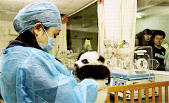 Baby GIF. Puppy Baby Kisses Gifs Geven Aww Schattigste 