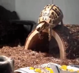 Baby GIF. Schattig Baby Gifs  Gif Vos Animatie overheersing highdef Animatie overheersing Vos adhd 