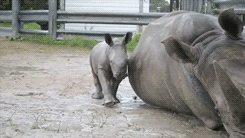 Baby GIF. Baby Gifs Vos Animatie overheersing highdef Animatie overheersing Vos adhd Uitdrukking Vi 
