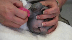 Baby GIF. Merlin Baby Gifs Morgana pendragon Forever snikt hoe vreselijk deze show u behandeld 