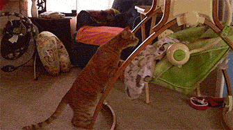 Baby Gifs vrolijkheid Cory Monteith 