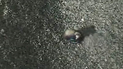 Liefde Baby Kat Gifs snuffelen 