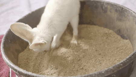 Dieren Baby Leeuw Gifs partij zo hongerig hes slechts een kleine zebra leeuw probeert bab 