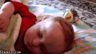 Dieren Schattig Baby Kinderen Gifs vogelstand helper 