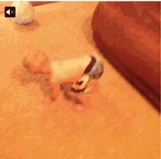 Baby GIF. Dieren Baby Gifs Slaperig Cheetah Knipperen 