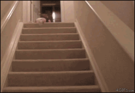 Dieren Baby Stinkdier Gifs hand 