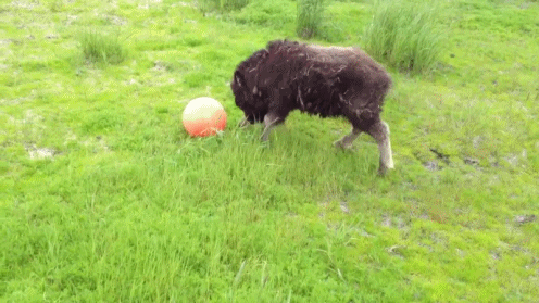 Dieren Olifant Baby Gifs schoen 