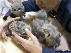 Baby GIF. Baby Prachtig Gifs Vaardigheden Balancing 