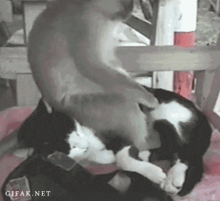 Dansen Baby Gifs avontuur tijd Fin buff kindje 