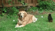 Baby GIF. Baby Gifs Gelukkige verjaardag Freecocaine Ava gardner 