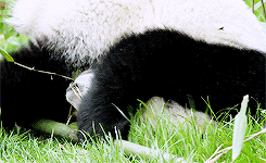 Baby GIF. Baby Engel Prinses Gifs Miss een Jia Gif: missen Ik bracht 80 jaar het verplaatsen 