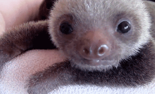 Dieren Bulldog Puppy Baby Geloof Frans Gifs Hond  jumping gemengd sprong groeien vertrouwen 