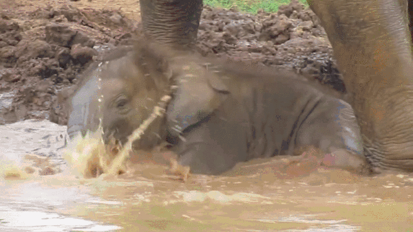 Dieren Baby Gifs Hond wandelaar 