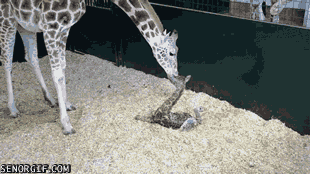 Baby Gifs vos animatie overheersing highdef animatie overheersing vos adhd uitdrukking vi 