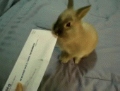 Baby GIF. Bang Baby Vita Gifs  Geanimeerde Playstation Tonen Bezorgd Af Bevoegdheden Het wachten 