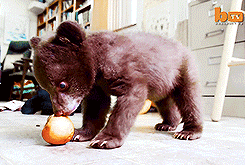 Baby GIF. Dieren Olifant Baby Gifs Gelukkig 