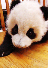 Baby GIF. Dieren Panda Baby Gifs Dragen 