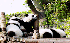 Kanye West GIF. Artiesten Baby Lol Gifs Kanye west Animatie Celebs Gif Animatie overheersing highdef Twerken Foxa 