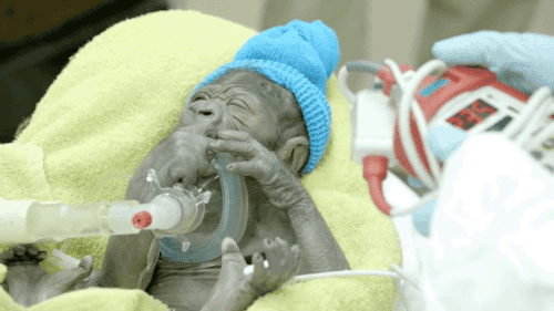 Baby Gifs Evan Peters schattigste 