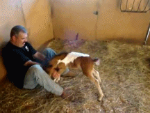 Baby GIF. Baby Gifs Dragen Welp 