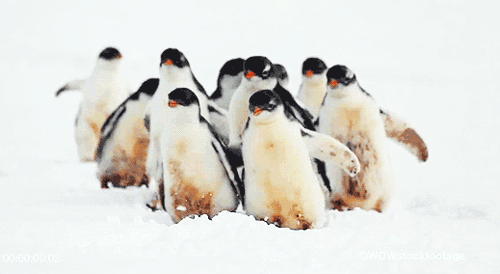 Dieren Baby Gifs 