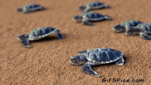 Dieren Olifant Baby Gifs 