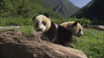 Baby Gifs  lachend vallend Aziaat wet school voorjaarsvakantie 1l lawblr moe gif kort 
