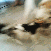 Baby GIF. Baby Gifs Parken en rec 
