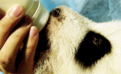 Baby GIF. Baby Gifs Gelukkige verjaardag Freecocaine Ava gardner 
