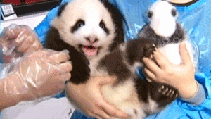 Baby GIF. Baby Engel Prinses Gifs Miss een Jia Gif: missen Ik bracht 80 jaar het verplaatsen 