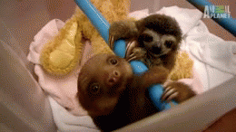 Olifant GIF. Dieren Olifant Baby Gifs Wakker 