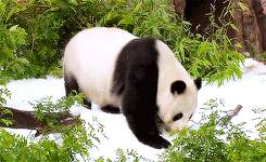 Baby GIF. Baby Gifs Zeeschildpad Aanbiddelijk De mijne Cutie Doorboren de sluier Tony perry Dansfe 