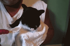 Baby GIF. Dieren Eten Soep Schattig Puppy Baby Ziek Gifs Hond Nom Hongerig Aww Voeden Het eten Voede 