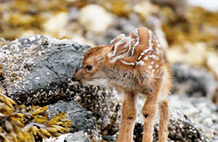 Baby GIF. Baby Gifs Cheetah 