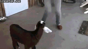Baby GIF. Dieren Geiten Schattig Baby Gifs Jumping Beestjes Woordspelingen Kriss kross Zal je spr 