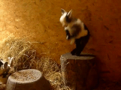 Baby GIF. Baby Gifs Dier Cheezburger Pagina 