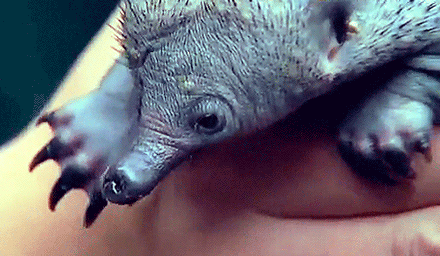 Schattig Baby Sexy Gifs  &eacute;&eacute;n richting Louis Tomlinson Zayn Malik liam payne 