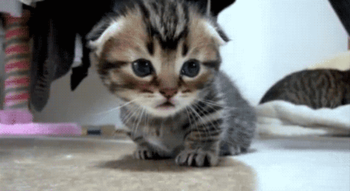 Dieren Schattig Baby Egel Gifs geeuw 
