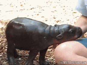 Dieren Baby Kinderen Voedsel Gifs Hond likken bruto ge&iuml;nteresseerd 