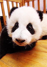 Baby GIF. Vallen Schattig Baby Gifs Hadouken 