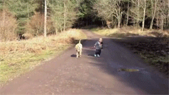Dieren Baby Gifs Hond 