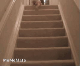 Baby GIF. Dieren Olifant Baby Gifs 
