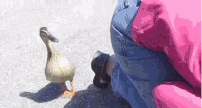 Dieren Eten Soep Schattig Puppy Baby Ziek Gifs Hond nom hongerig aww voeden het eten voede 